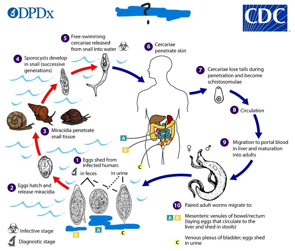 <p>What parasite has this life cycle?</p>