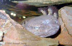 <p>Mudpuppy </p>