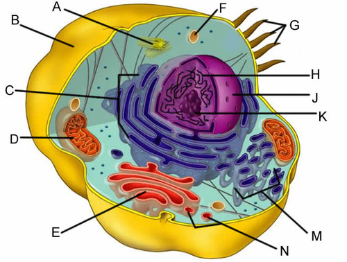 <p>Which letter points to cilia</p>