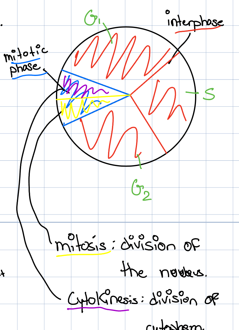 <p>Cell cycle in Eukaryote </p>