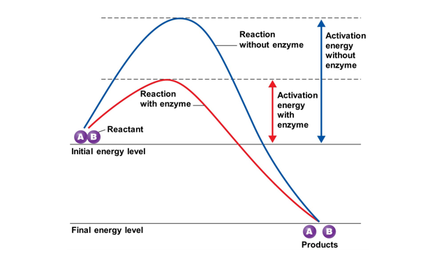 <p>Is <strong>protein (</strong>macromolecule<strong>)  that serves as a catalyst to “Speed up” chemical reactions </strong>by<strong><em> lowering activation energy</em></strong> for reaction to occur</p><ul><li><p>Enzymes are <mark data-color="purple" style="background-color: purple; color: inherit">specific for their substrates</mark></p></li><li><p>Enzymes are sensitive to changes in their local environment <mark data-color="purple" style="background-color: purple; color: inherit">(ph changes, temp, salinity)</mark></p></li></ul><p></p>