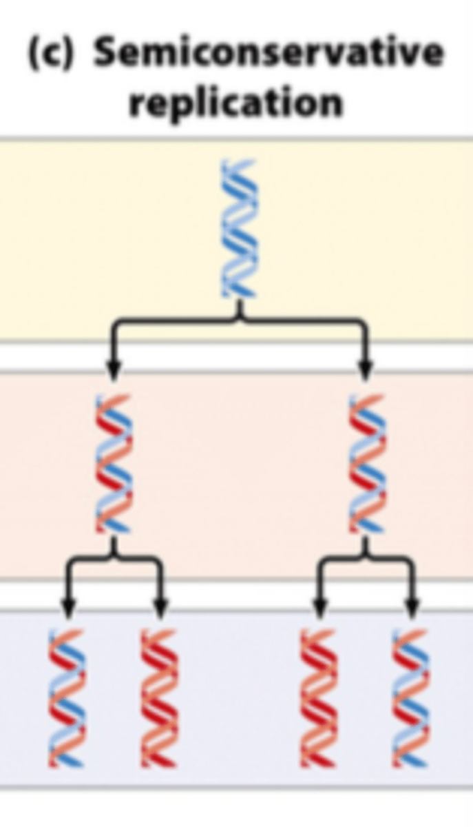<p>each strand serves as a template for a new strand during replication</p>