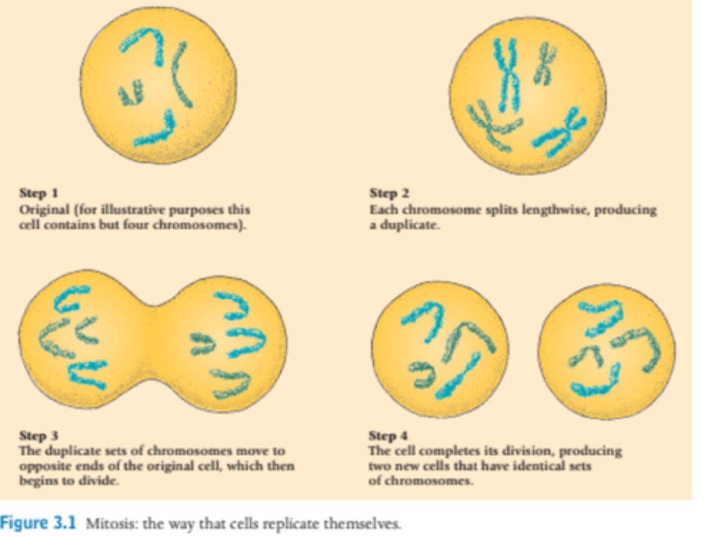 <p>1) original state</p><p>2) each chromosome splits lengthwise = producing a duplicate</p><p>3) duplicate sets of chromosomes move to opposite ends of original cell, which then begins to devide</p><p>4) cell completes its division = two new cells that have indentical sets of chromosomes</p>