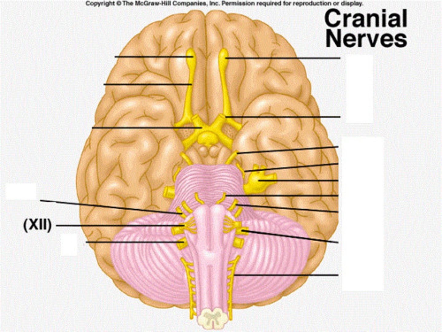 <p>-Movement of the tongue</p><p>(tongue muscles)</p><p>-Motor</p>