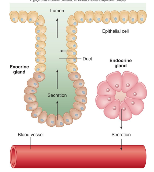 <ul><li><p><span>Kidney - erythropoietin (EP)</span></p></li><li><p><span>Heart - atrial natriuretic peptide (ANP)</span></p></li><li><p><span>Gut - gastrin, secretin</span></p></li><li><p><span>Adipocytes - leptin, adiponectin (fat cells)</span></p></li><li><p><span>Pancreas - insulin</span></p></li></ul><p></p>