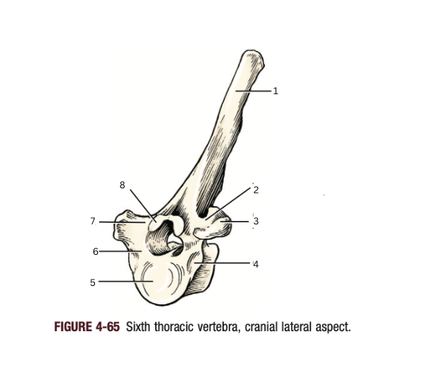 <p>7</p>