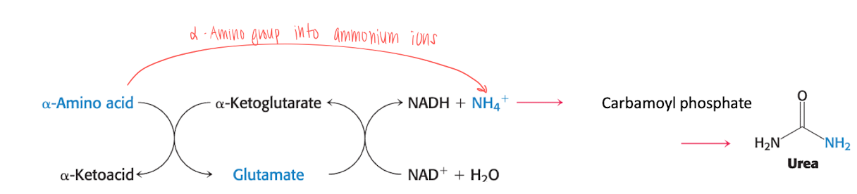<ul><li><p>In the N-terminal</p></li><li><p>Alpha amino group is turned into ammonium ions. Which is then turned into urea (excreded through kidney) &nbsp;&nbsp;&nbsp;&nbsp;&nbsp;</p><p></p><p><strong>transamination</strong></p><ol><li><p>Glutamate is formed when alpha-amino-acid is turned into alpha-ketoglutarate.</p></li><li><p>Glutamate is then oxidized to form NH<sub>4</sub><sup>+</sup> and alpha-ketoglutarate and (NADH<sup>+</sup> + H<sup>+</sup>) using NAD<sup>+</sup></p></li><li><p>NH<sub>4</sub><sup>+</sup> is turned into Carbonyl phosphate, which goes into the urea cycle to form urea, which is then excreted through the kidneys. &nbsp;&nbsp;&nbsp;&nbsp;&nbsp;&nbsp;&nbsp;&nbsp;&nbsp;&nbsp;&nbsp;&nbsp;&nbsp;&nbsp;&nbsp;&nbsp;&nbsp;&nbsp;&nbsp;&nbsp;&nbsp;&nbsp;&nbsp;&nbsp;&nbsp;&nbsp;&nbsp;&nbsp;&nbsp;&nbsp;&nbsp;</p></li></ol></li></ul><p></p>