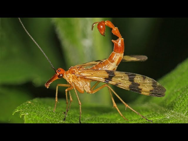 <p>scorpionflies</p>