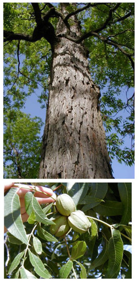 <p>a tall, massive tree, flaky bark, compound leaves</p>