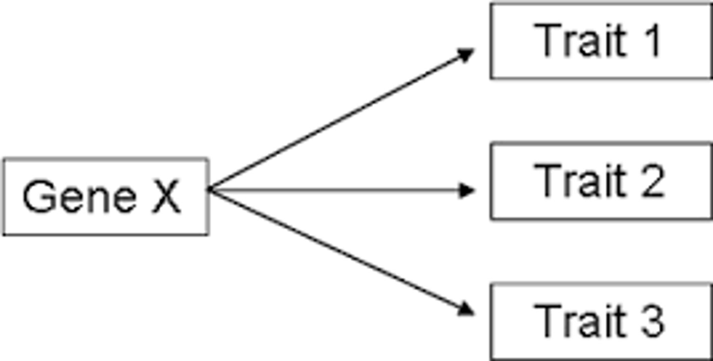 <p>A single gene having multiple effects on an individuals phenotype</p>