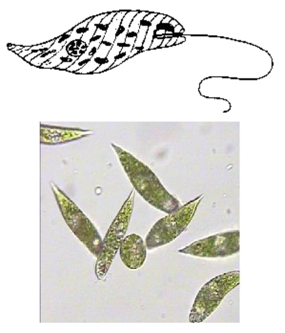 <p>Euglenozoans (Phylum Euglenozoa)</p>
