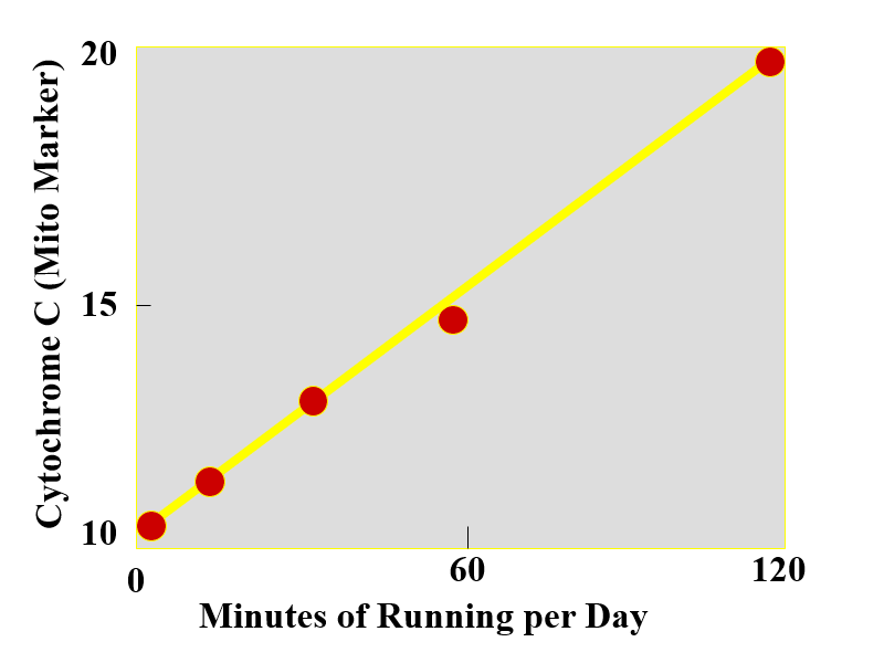 <p><strong>training </strong>= more <strong>endurance </strong>= more <strong>mitochondria </strong>= more <strong>cytochrome C</strong></p><p>stop training = mitochondria decrease</p><ul><li><p>takes energy to maintain muscle</p></li></ul><p>type I &amp; IIA used for jogging and moderate intensity running</p><p>type IIB used for high-intensity exercise, can be converted to IIA with training</p>