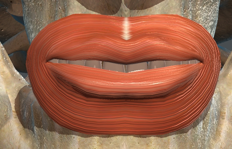 <p>What muscle is this?</p>