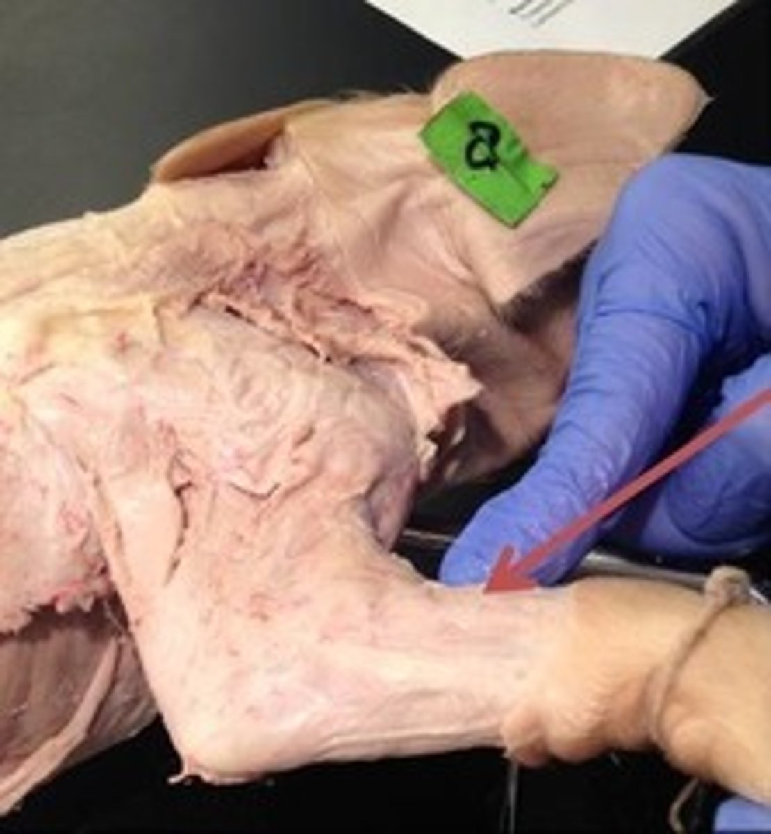 knowt flashcard image