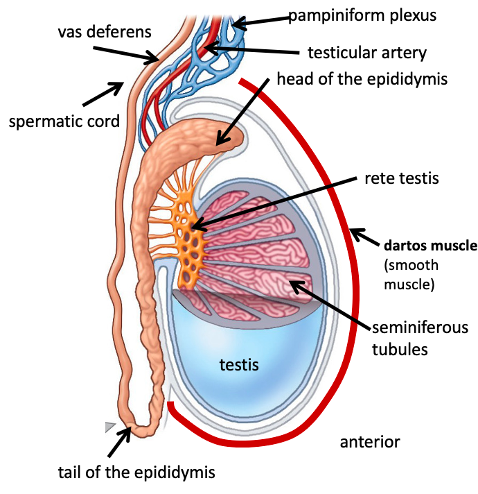 <p>Pampiniform plexus </p>