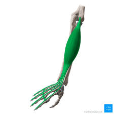 <p>Extends fingers </p>