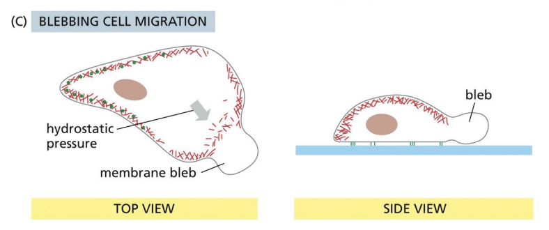 <p>Blebs</p>