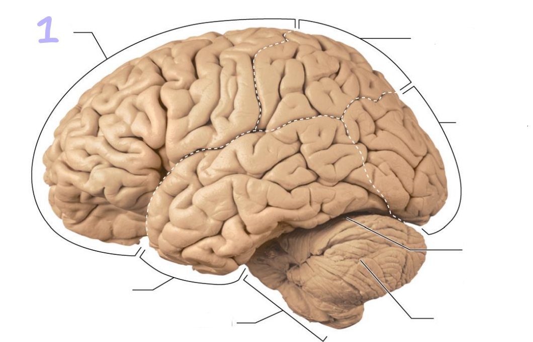 <p>identify this lobe</p>