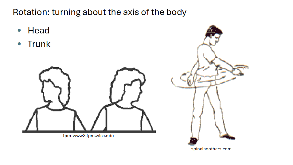 <p><strong>Turning about the axis of the body</strong></p><ul><li><p>head &amp; trunk</p></li></ul><p></p>