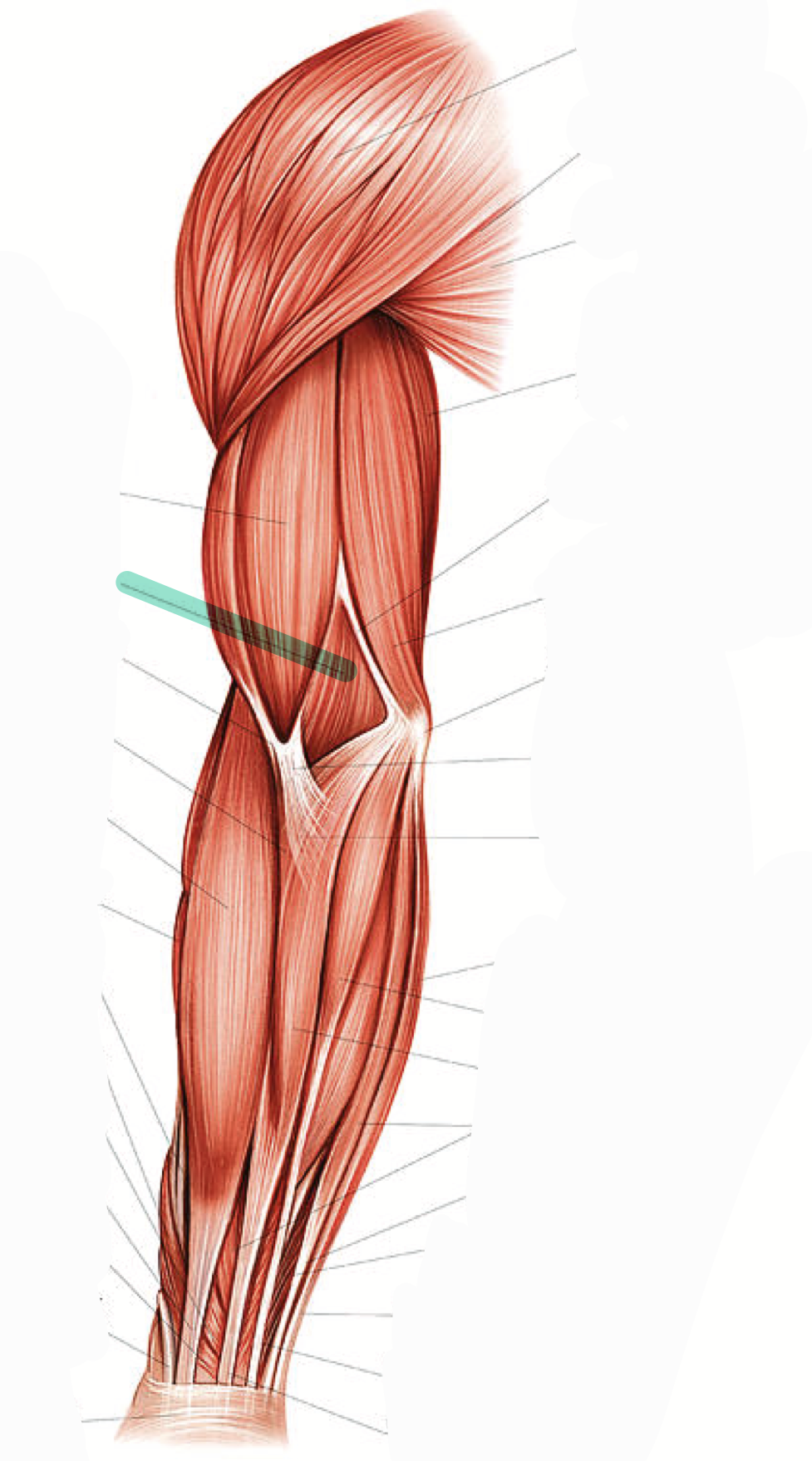 <p>Flexes elbow</p>