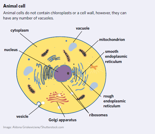 <p>Prokaryotes</p>