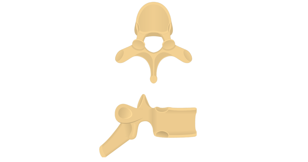 <p>superior/inferior costal facets</p><p>transverse process</p>