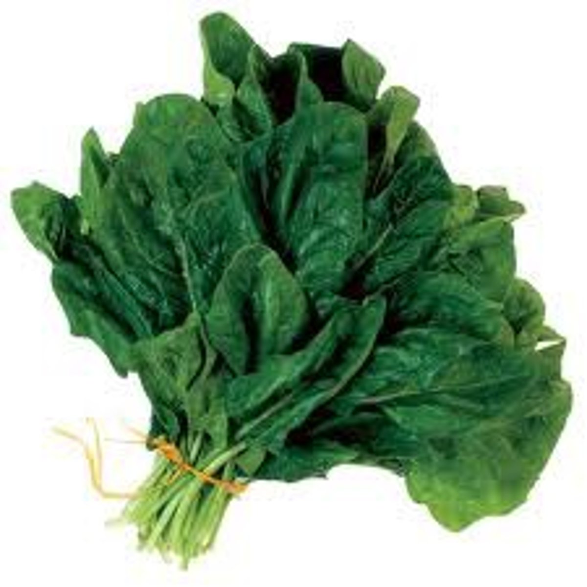 <p>spinach</p>