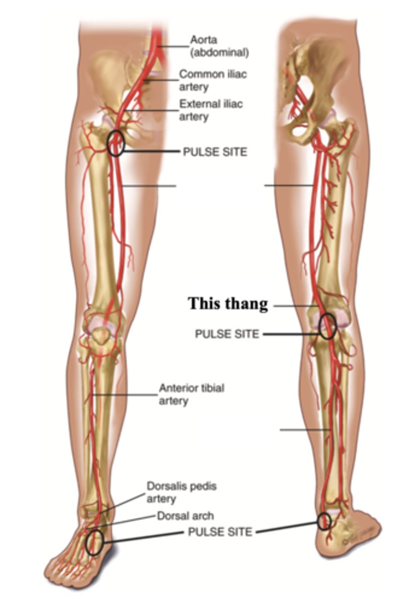 <p>The artery found behind the knee</p>