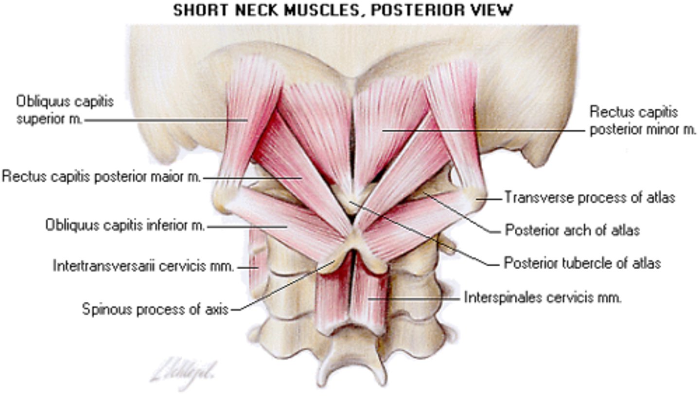 <p>o: posterior of atlas</p><p>i: occipital bone</p><p>posterior ramus of C1</p><p>extension of head</p>