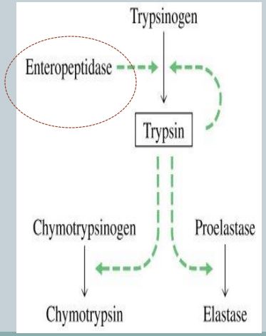 <p>Describe the initial step if the activation cascade</p>