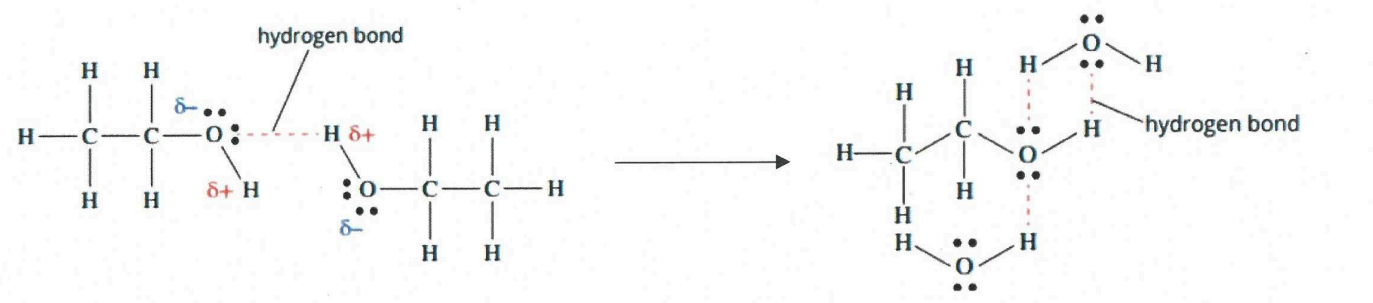 <p>-Polar molecules that from h-bonds will be able to dissolve in water</p><p>-H-bonds between molecule and water will break the IMF holding water molecules together.</p>