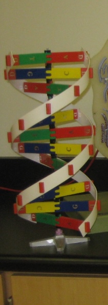 <p>Molecular Level</p>