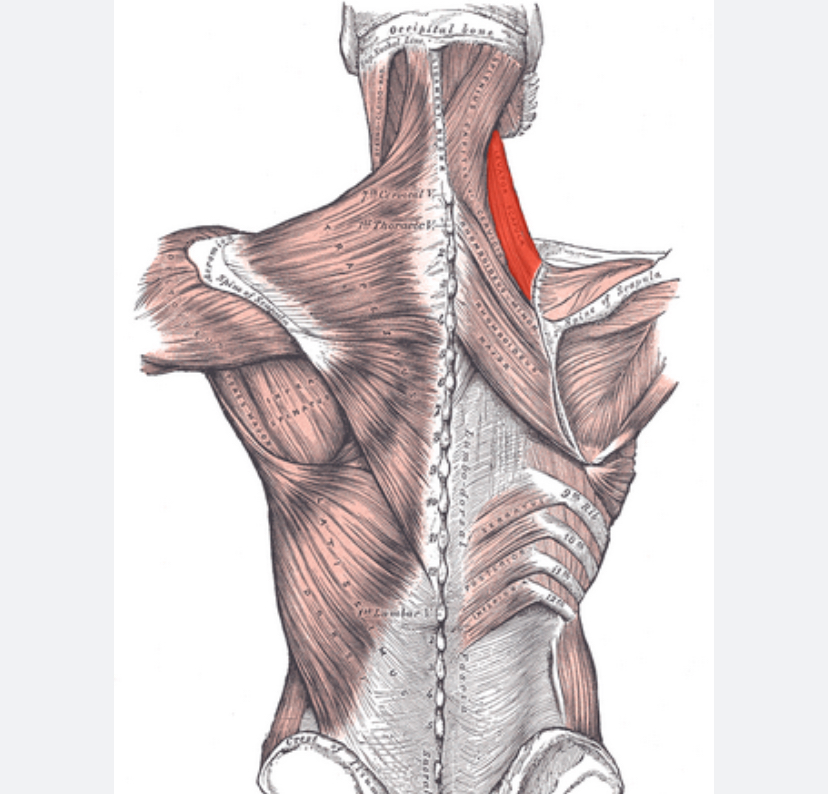 <p>Spiernaam, origo en insertie, functie</p>
