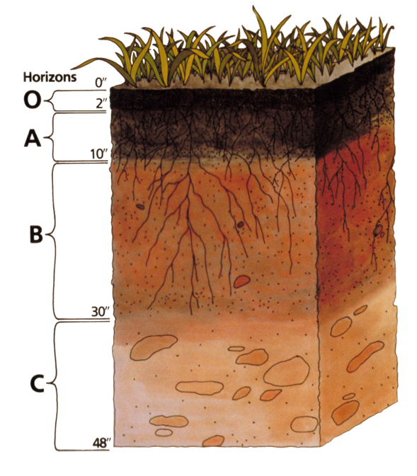 <p>Cross-section of soil</p>