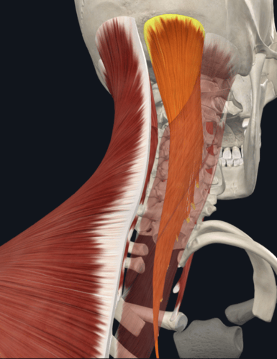 <p>What is the attachment and function of the semispinalis capitis muscle of the posterior cervical muscles?</p>