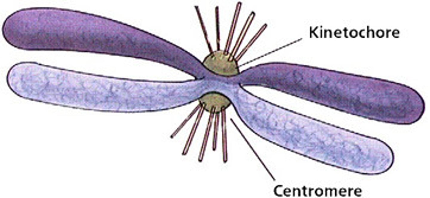<p>microtubules that attach to centromeres through kinetochore proteins of chromosomes and pull sister chromatids apart during cell divisions</p>