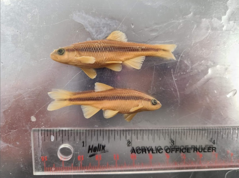 <p>What is the taxonomy, common name, and scientific name of this fish</p>