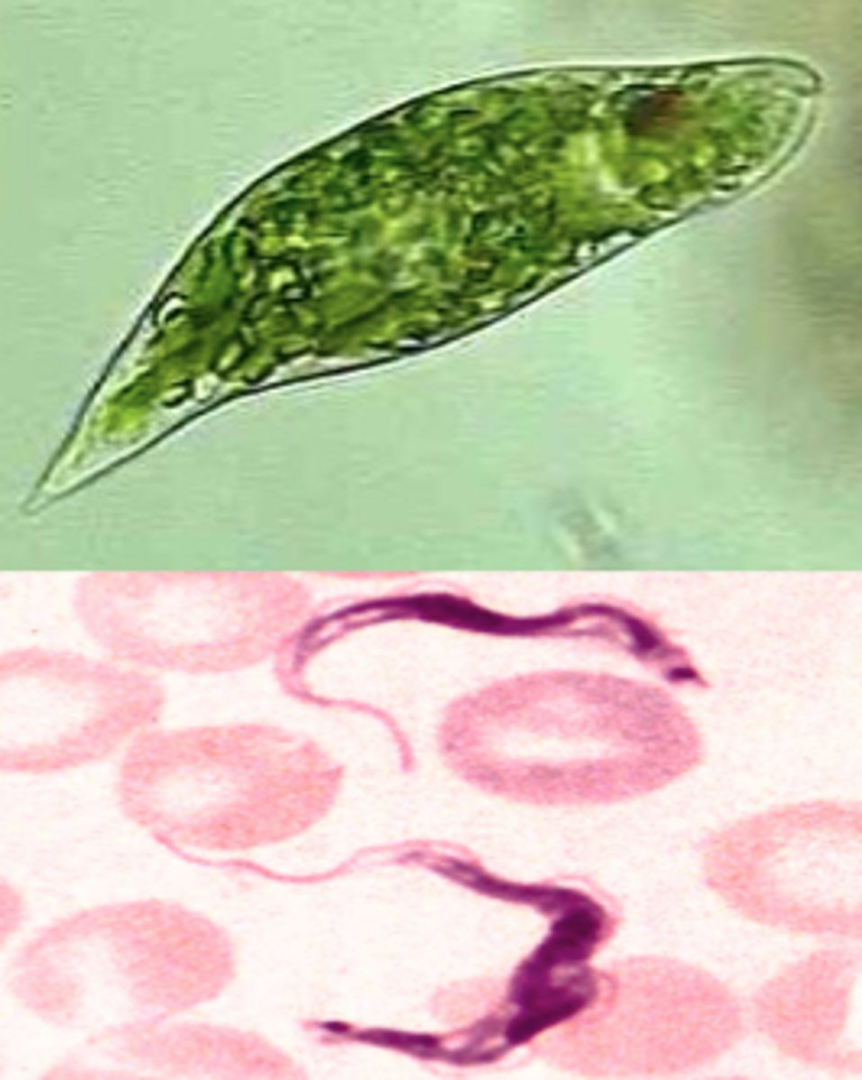 <p>Protist supergroup of unicellular flagellates; often with feeding groove and uses phagocytosis to ingest food; disc-shaped mitochondrial cristae</p>