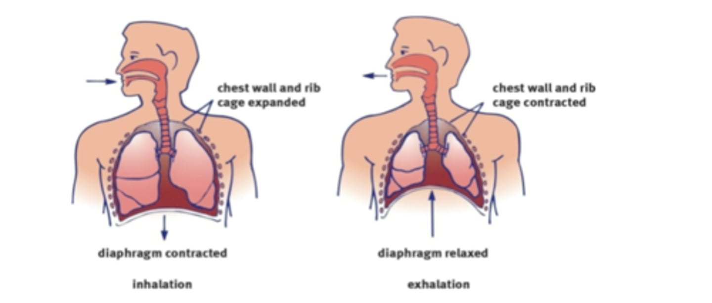 <p>intrapleural pressure drops when the diaphragm contracts &amp; the external intercostals expand the chest wall--&gt; increases the transmural pressure (P Tm) --&gt; lung is pulled outward --&gt; alveoli expand --&gt; alveolar pressure (P alv) drops below atmospheric pressure --&gt; air flows into the lung</p>