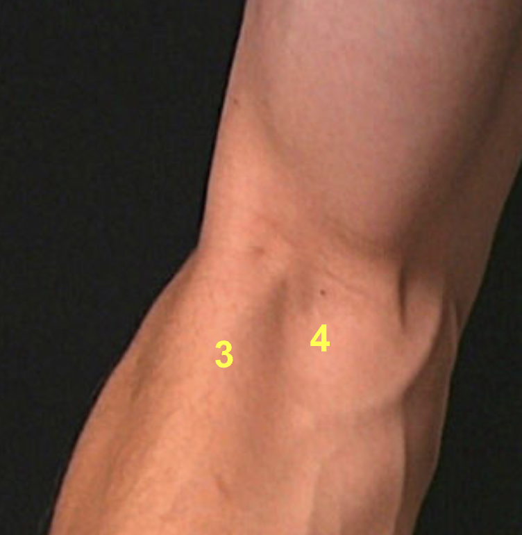 <p>What muscles are indicated by “3” &amp; “4”?</p>