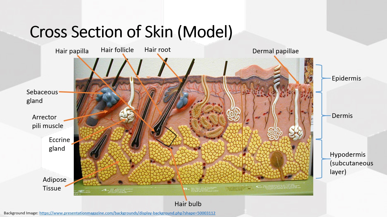 <p>1- Hair root</p><p>2- Hair follicle </p><p>3- Hair papilla</p><p>4- Sebaceous gland</p><p>5- Arrector pili muscle </p><p>6- Eccrine gland</p><p>7- Adipose tissue </p><p>8- Hair bulb</p><p>9- Hypodermis</p><p>10- Dermis</p><p>11- Epidermis</p>