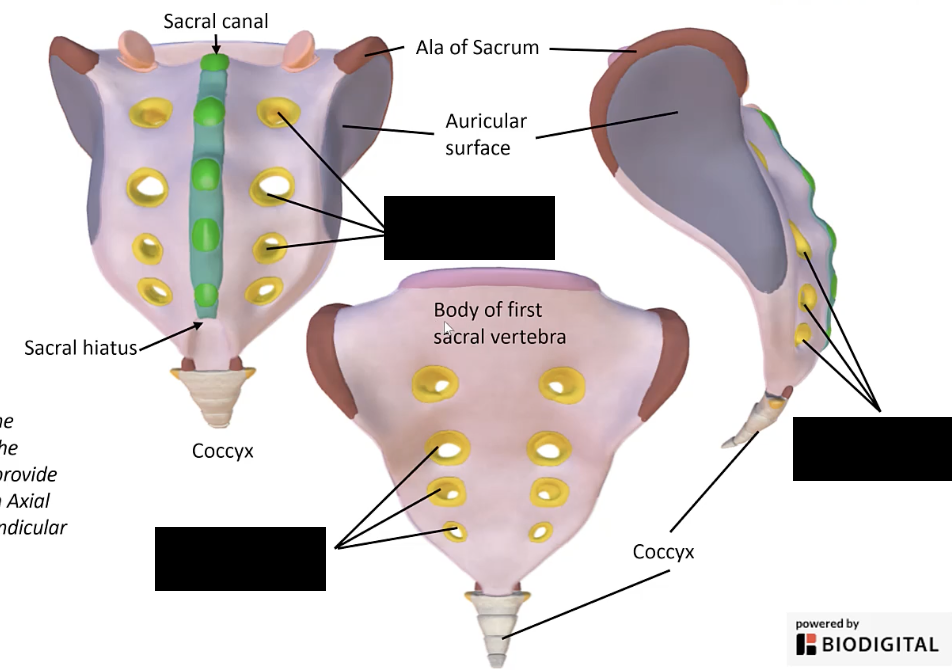 <p>The openings in the sacrum for the passage of nerves</p>