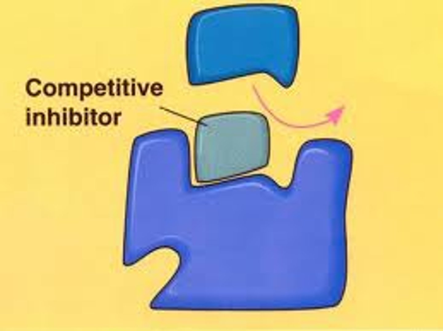 <p>inhibitor molecules resemble the substrate and compete for the enzyme's active site., preventing the real substrate from binding.</p>