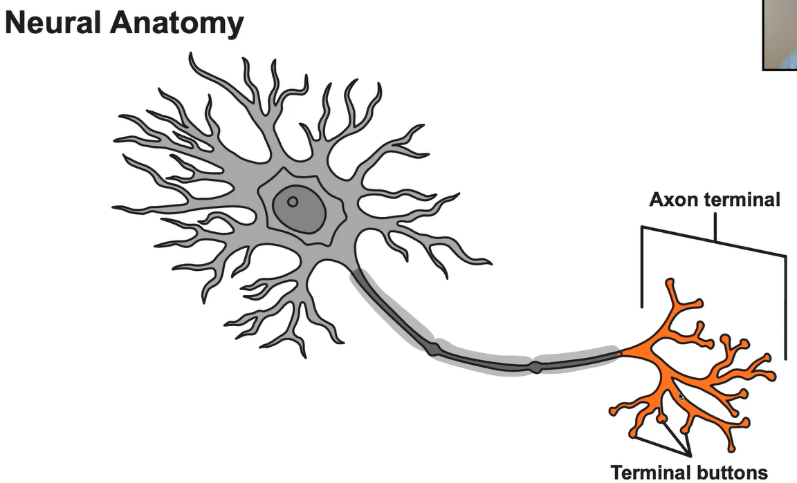 Axon Terminal