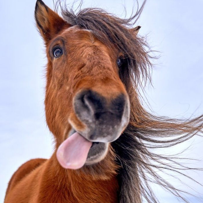 <p><span>Horsemeat is not popular in the UK but is widely eaten in other European countries</span></p>
