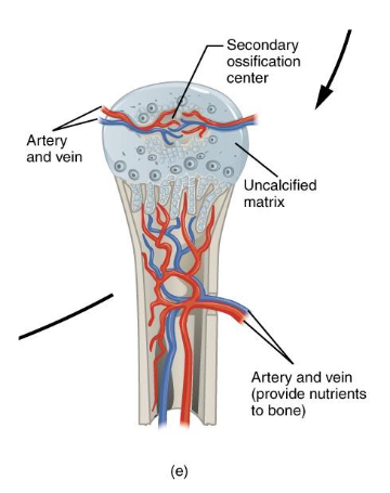 <p>We are now around the time of birth</p><p>Secondary ossification centers in bone epiphyses</p><p>Blood vessels enter the epiphyses</p><p>Bone tissue replaces cartialge</p><ul><li><p>No medullary cavity formation</p></li></ul><p>Articular cartilage remains</p><p>Cartilage remains between epiphysis and diaphysis</p>