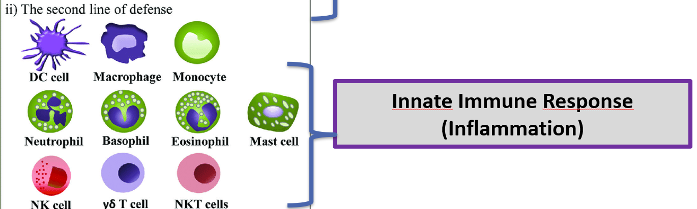 <p>Innate Immune Responses.</p>