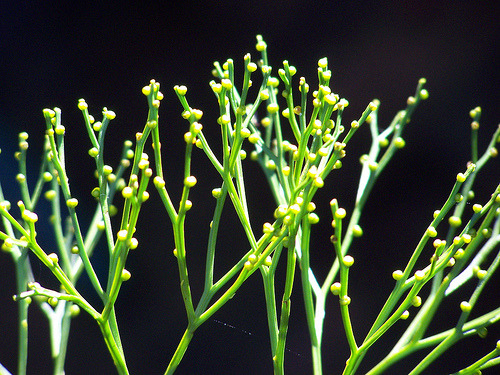 Tiny, green, superficially leaflike, veinless, photosynthetic flaps of tissue