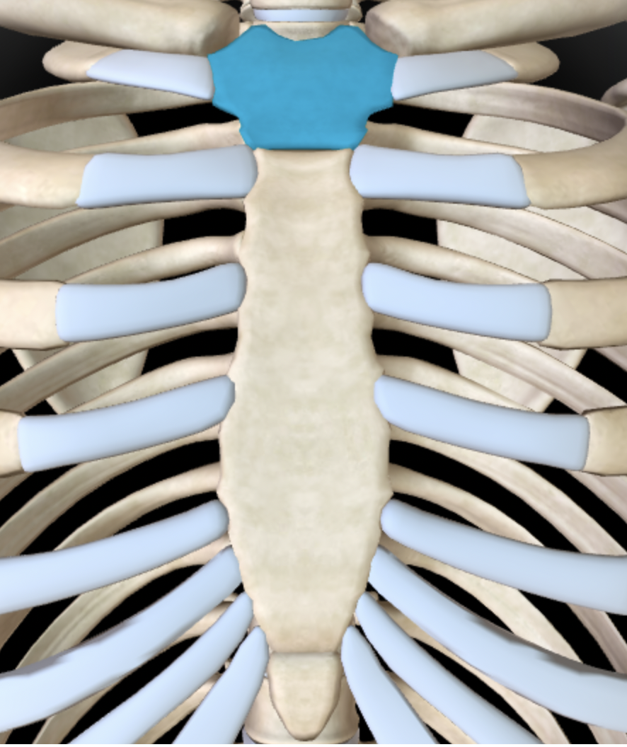 <p>Name this feature of the sternum</p>