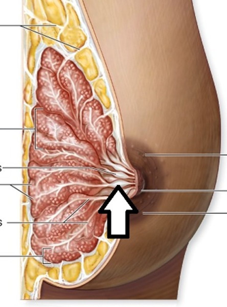 <p>site where milk enters from the alveolar gland</p>